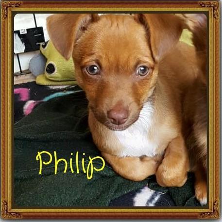 Phillip