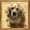 Sara
