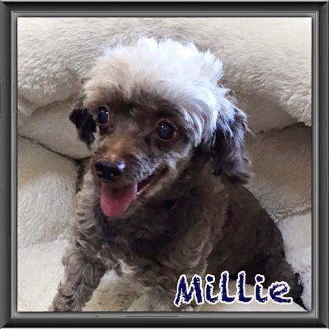 Millie