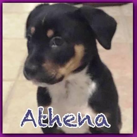 Athena