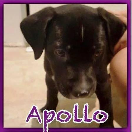 Apollo