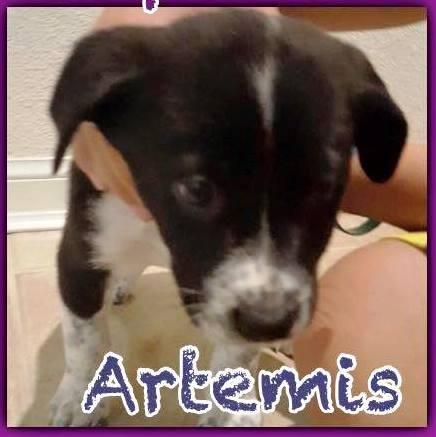 Artemis