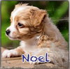 Noel