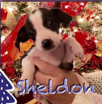 Sheldon