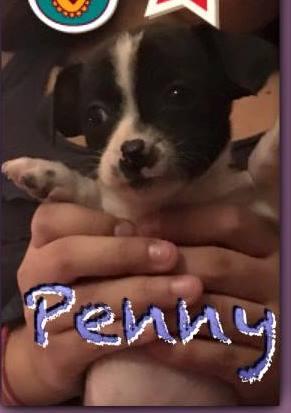 Penny