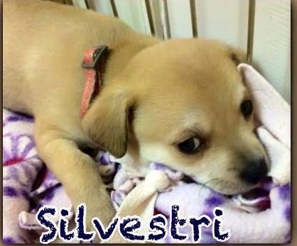 Silvestri