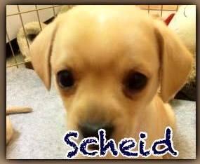 Scheid