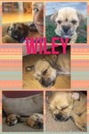 Wiley Coyote