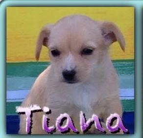Tiana