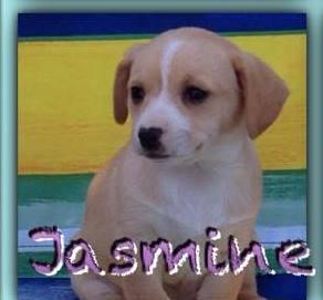 Jasmine