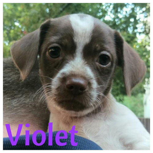Violet
