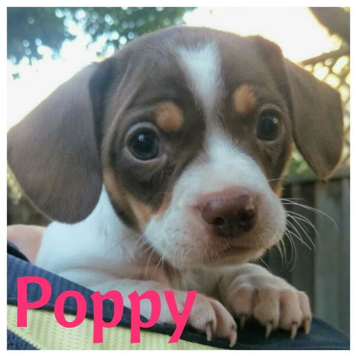 Poppy