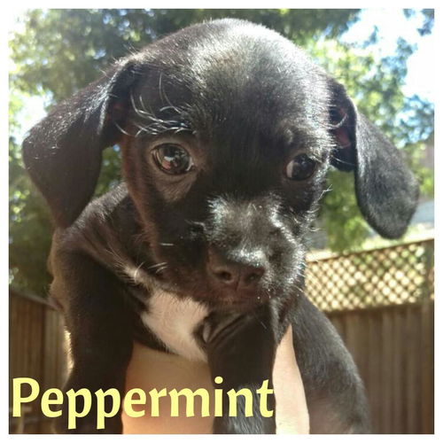 Peppermint