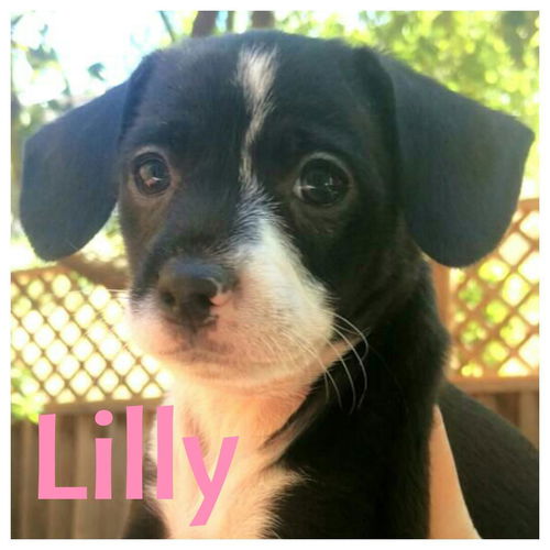 Lilly