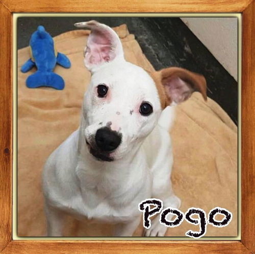 Pogo