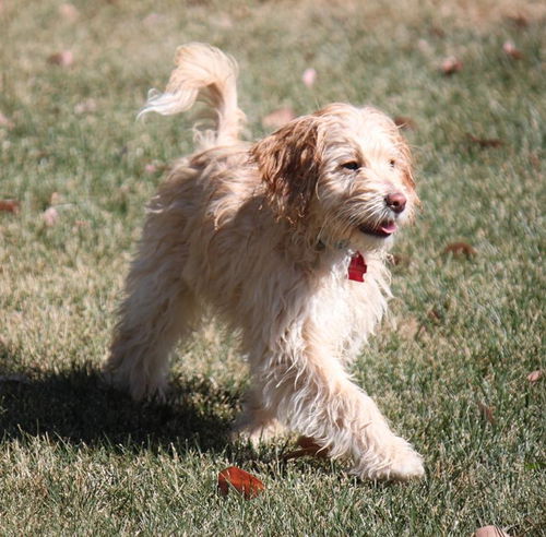 Parker