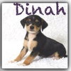 Dinah