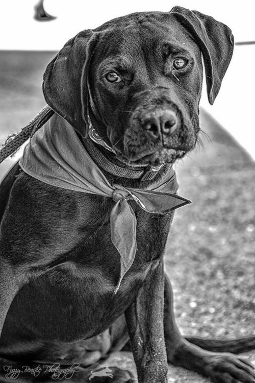 Stella