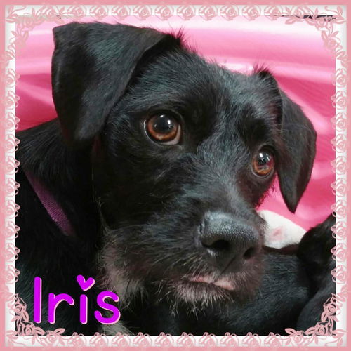 Iris