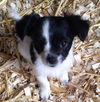 Annie