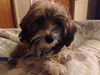 Darby