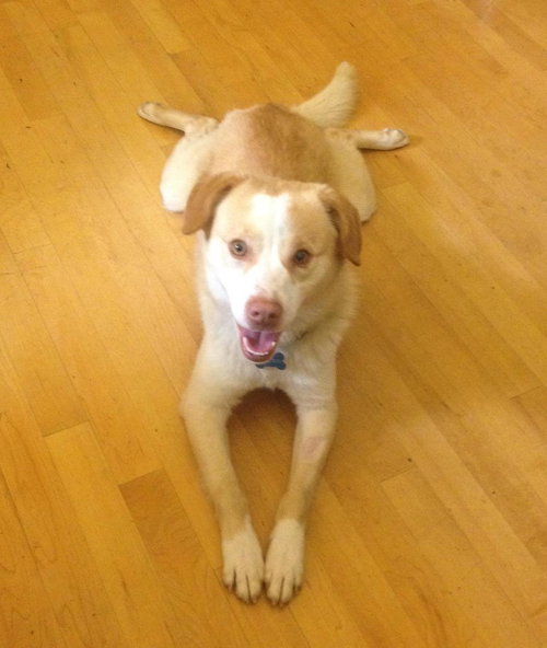 Shiloh