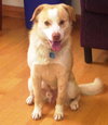 Shiloh