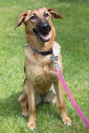 Nova
