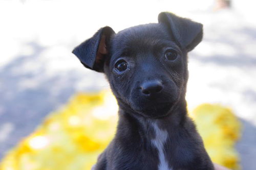 Daphne - Scooby Doo Litter