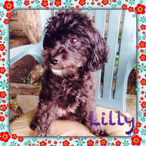 Lilly