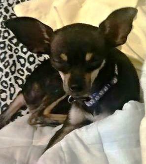 Pixie