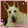 Shiva