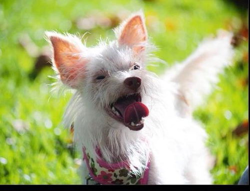 Roxy