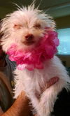 Roxy
