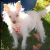 Roxy
