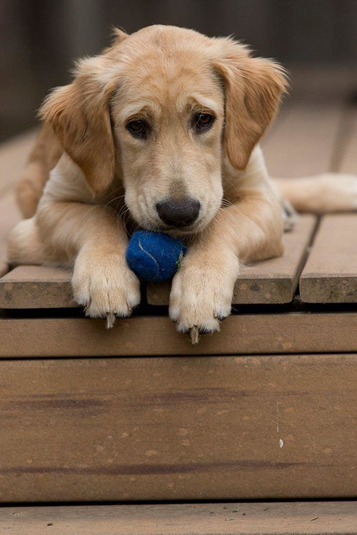 Zoey