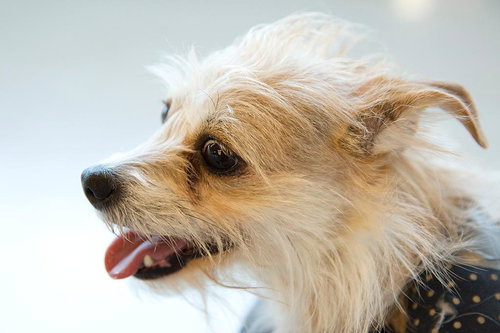 Dixie