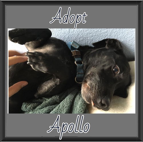 Apollo