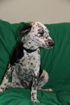 Spencer