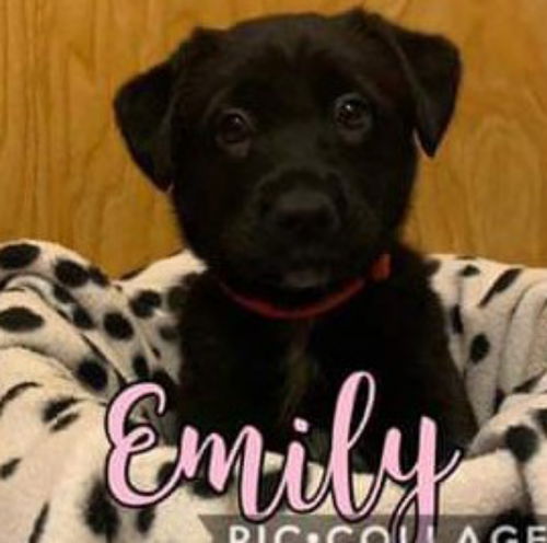 Emily - Criminal Minds Litter