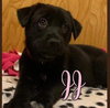 JJ - Criminal Minds Litter