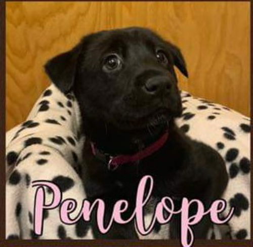 Penelope - Criminal Minds Litter
