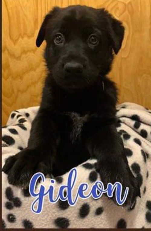 Gideon - Criminal Minds Litter