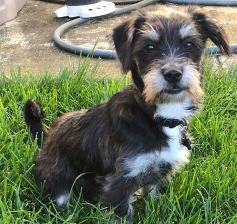 Yorkshire terrier schnauzer store mix