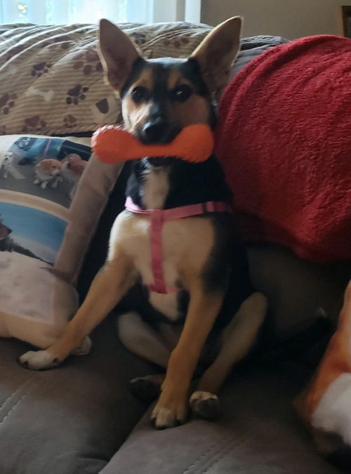 Peaches