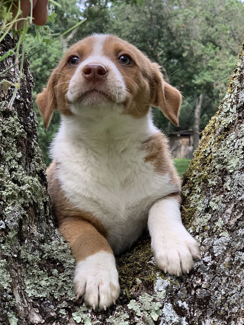 Buttercup - Super Bloom Litter