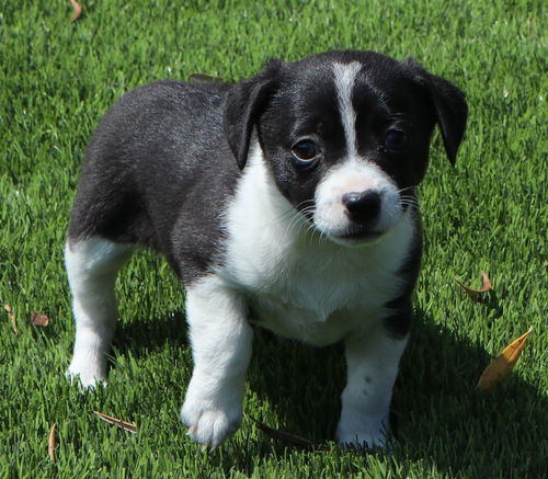 Pancake - Breakfast Litter