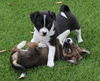 Pancake - Breakfast Litter