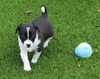 Pancake - Breakfast Litter