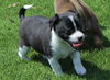 Pancake - Breakfast Litter